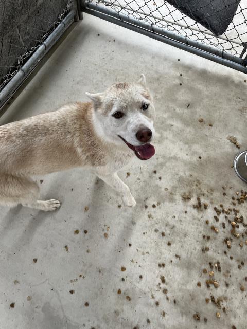 Enlarge PROVOLONE, a Adoptable Husky in Redlands, CA image 1/2