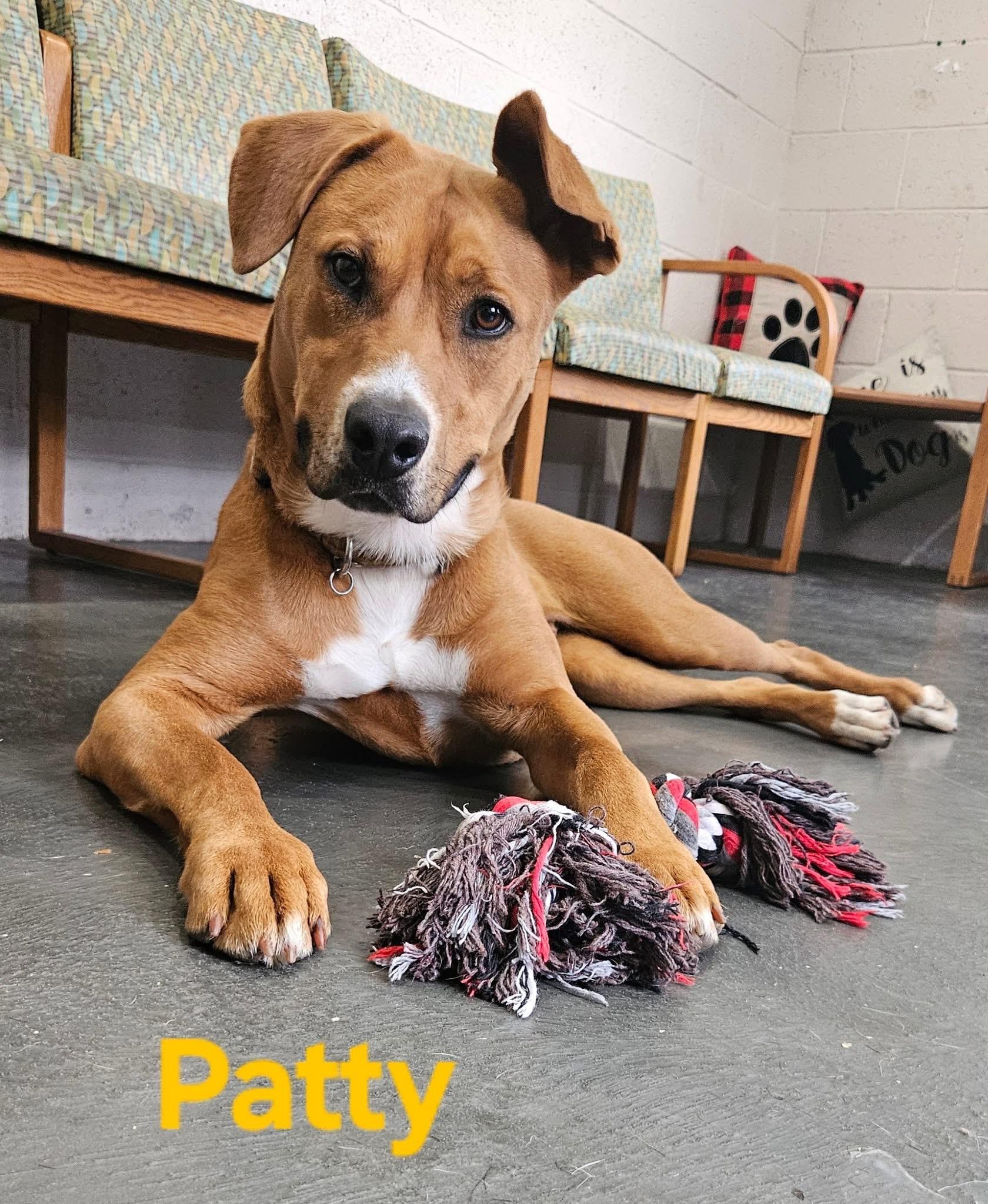 Patty, Adoptable, Young Female American Staffordshire Terrier & Rhodesian Ridgeback.