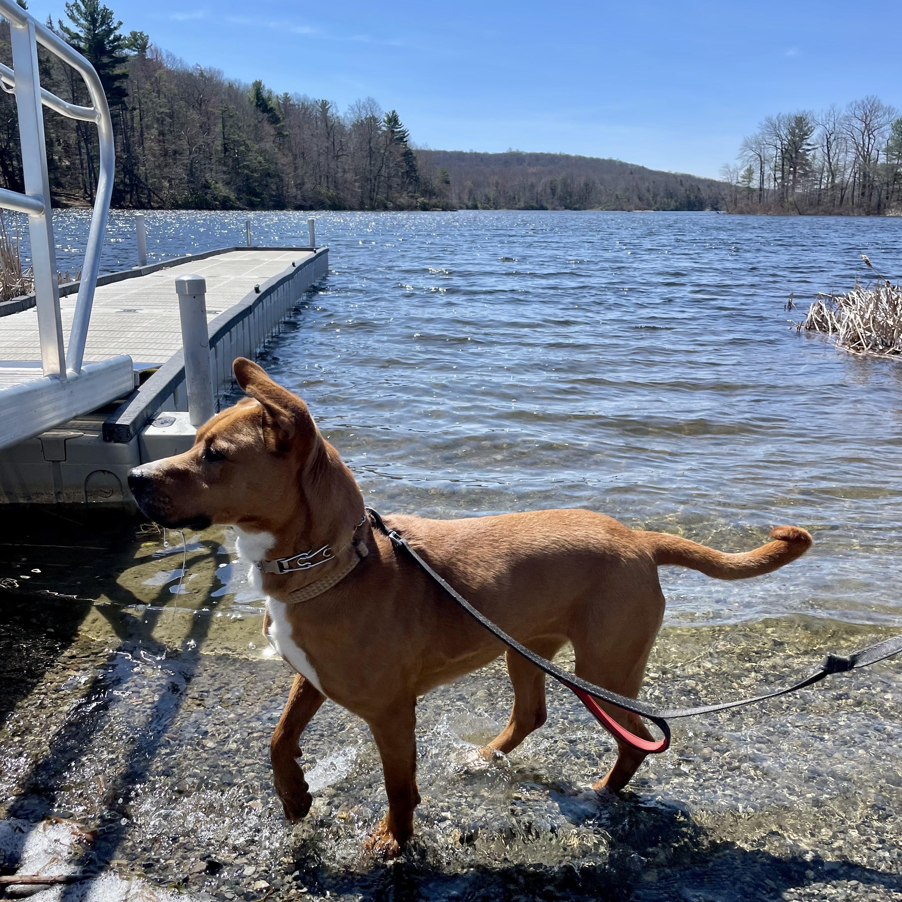 Enlarge Patty, a Adoptable mixed breed in West Milford, NJ image 6/6