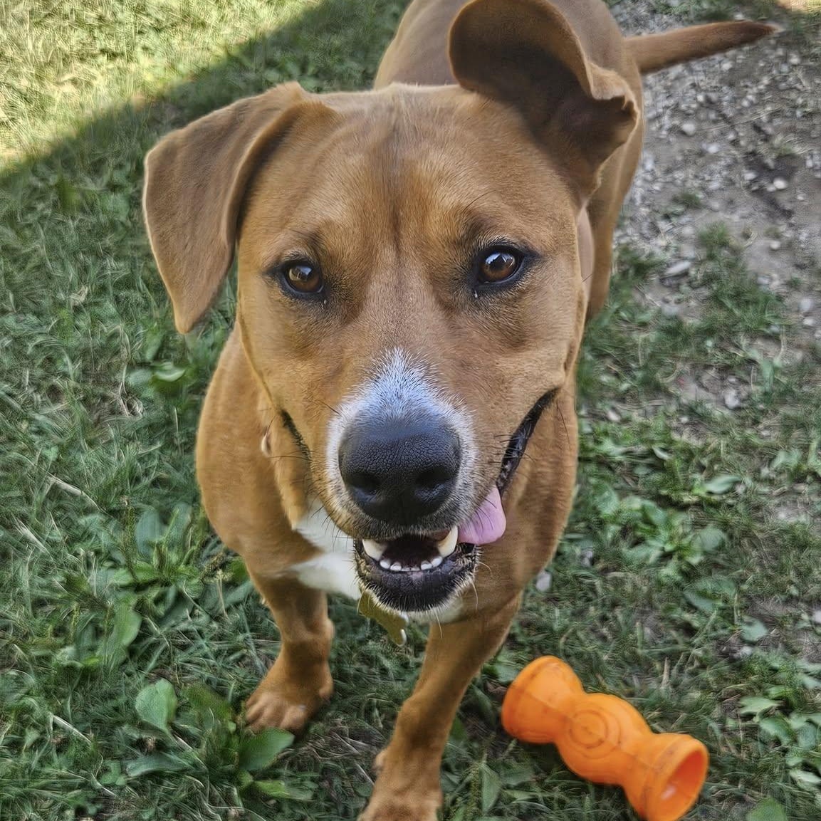 Patty, a Adoptable mixed breed in West Milford, NJ image 2/6