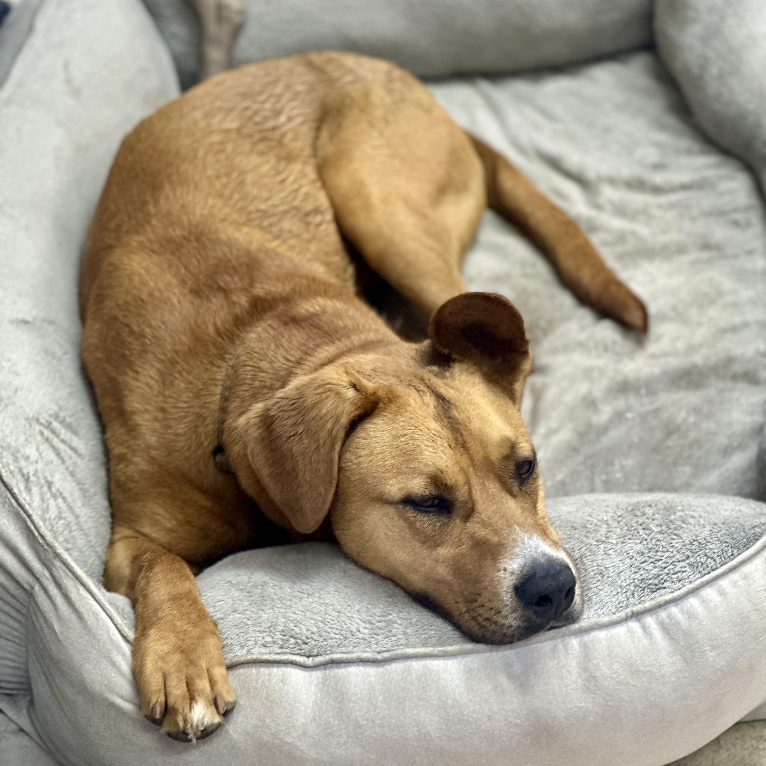 Patty, a Adoptable mixed breed in West Milford, NJ image 5/6