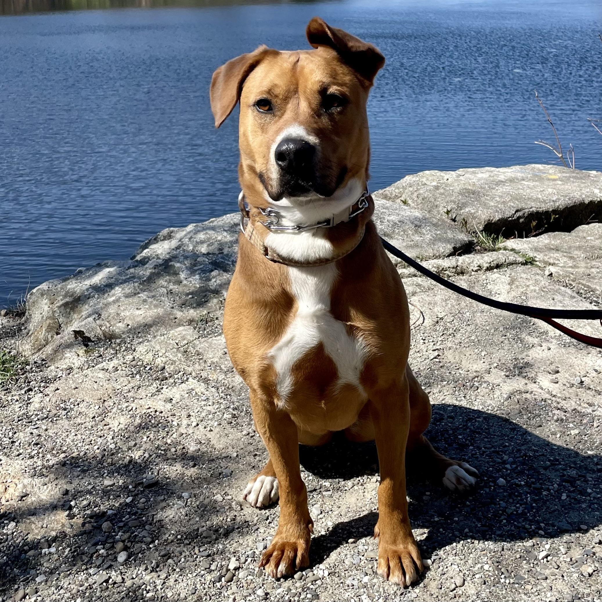 Patty, Adoptable, Young Female Rhodesian Ridgeback & Pointer.