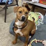 Enlarge Patty, a Adoptable mixed breed in West Milford, NJ image 1/6
