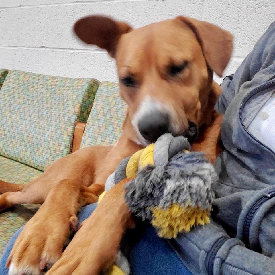 Enlarge Patty, a Adoptable mixed breed in West Milford, NJ image 1/6