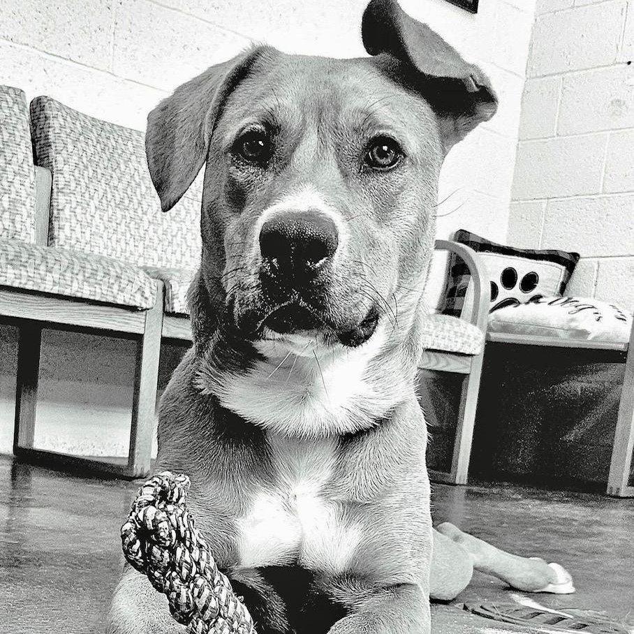 Enlarge Patty, a Adoptable mixed breed in West Milford, NJ image 5/6