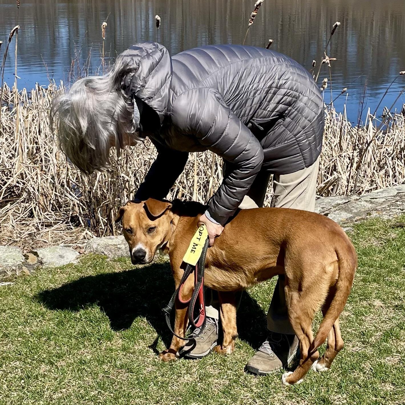 Enlarge Patty, a Adoptable mixed breed in West Milford, NJ image 5/6
