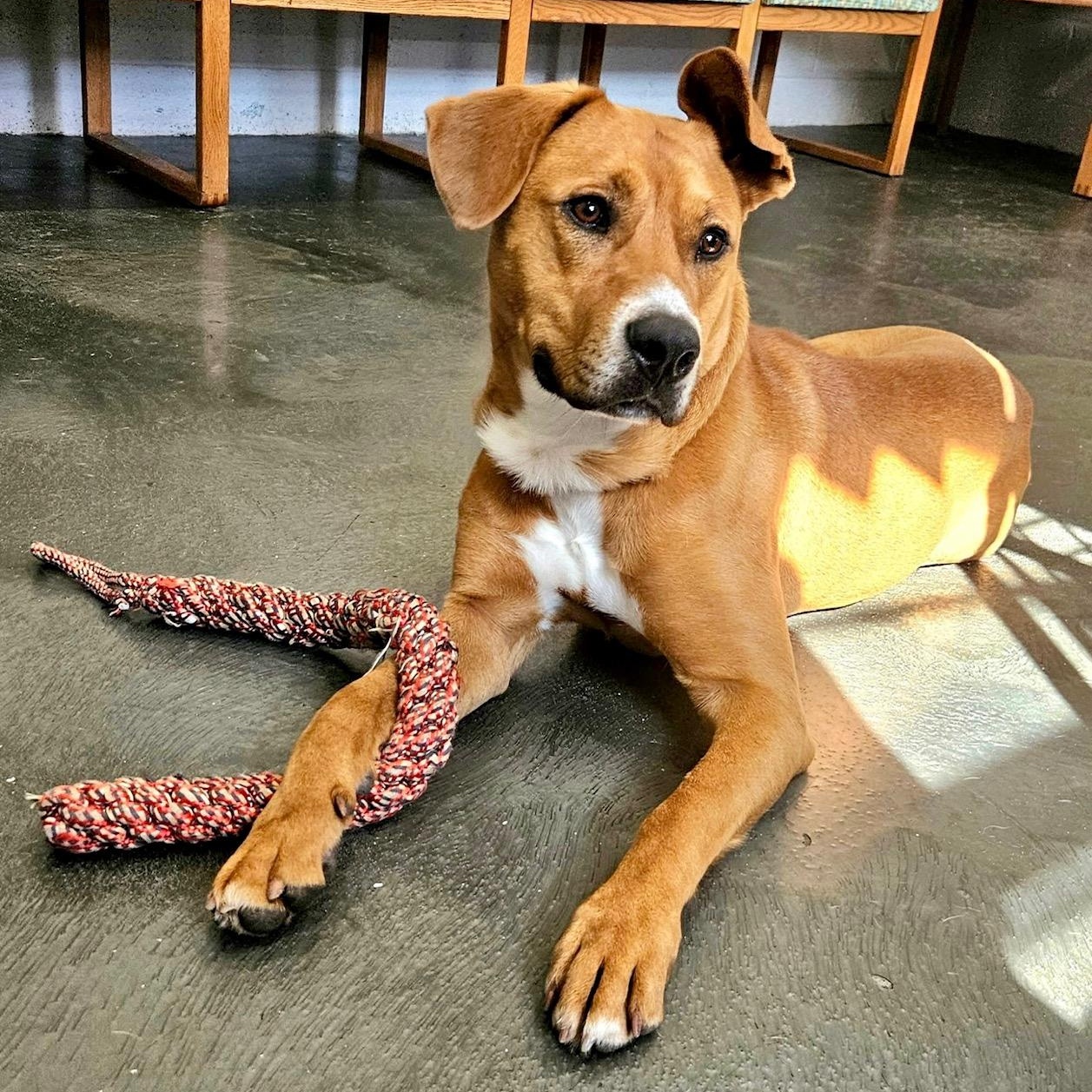 Enlarge Patty, a Adoptable mixed breed in West Milford, NJ image 6/6