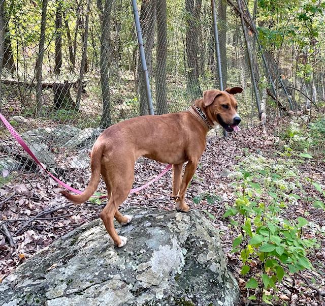Patty, a Adoptable mixed breed in West Milford, NJ image 4/6