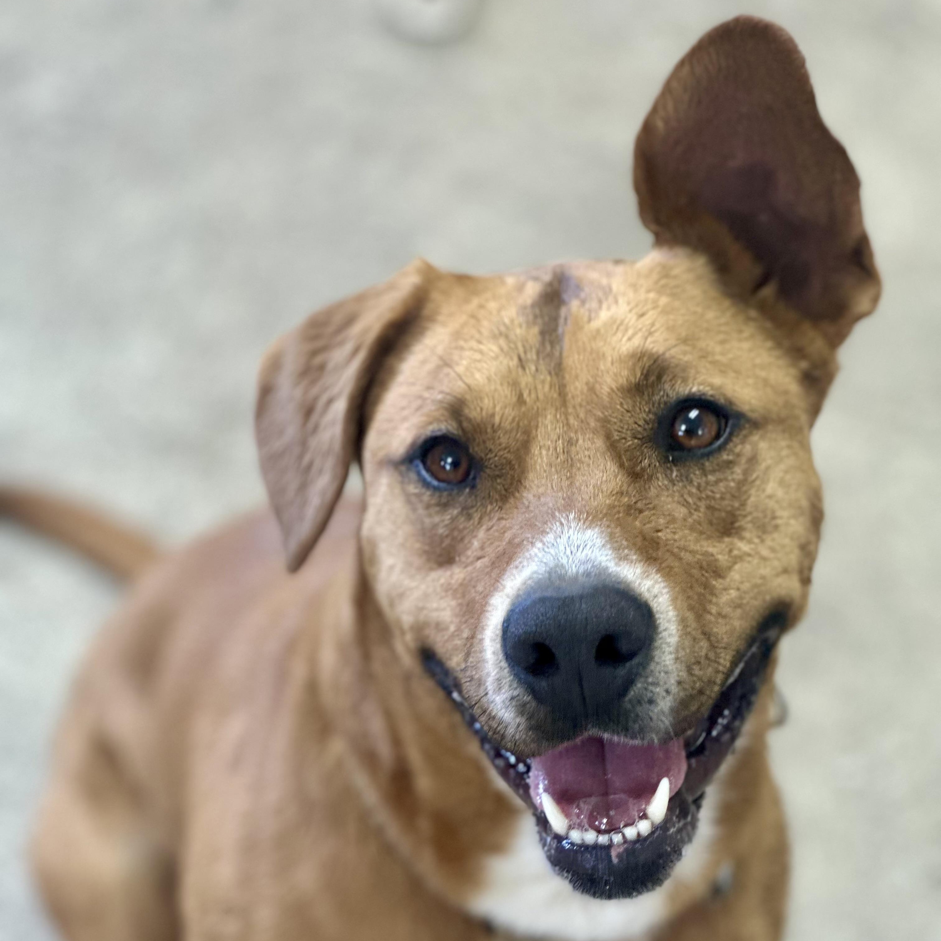 Patty, a Adoptable mixed breed in West Milford, NJ image 3/6