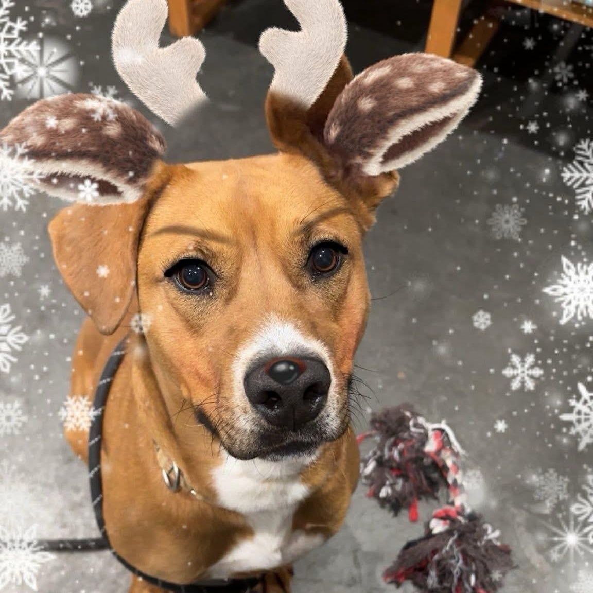 Enlarge Patty, a Adoptable mixed breed in West Milford, NJ image 4/6