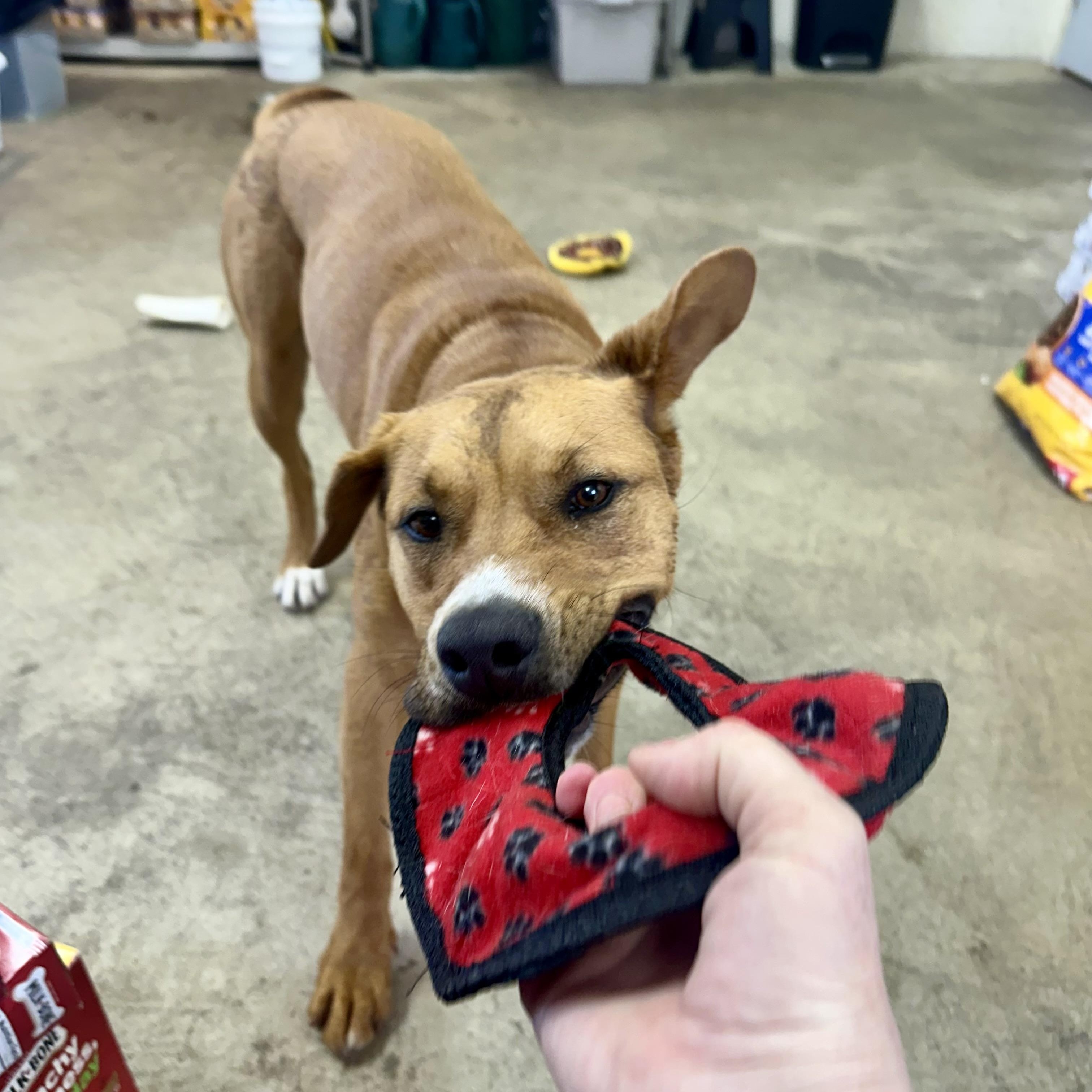 Patty, a Adoptable mixed breed in West Milford, NJ image 6/6