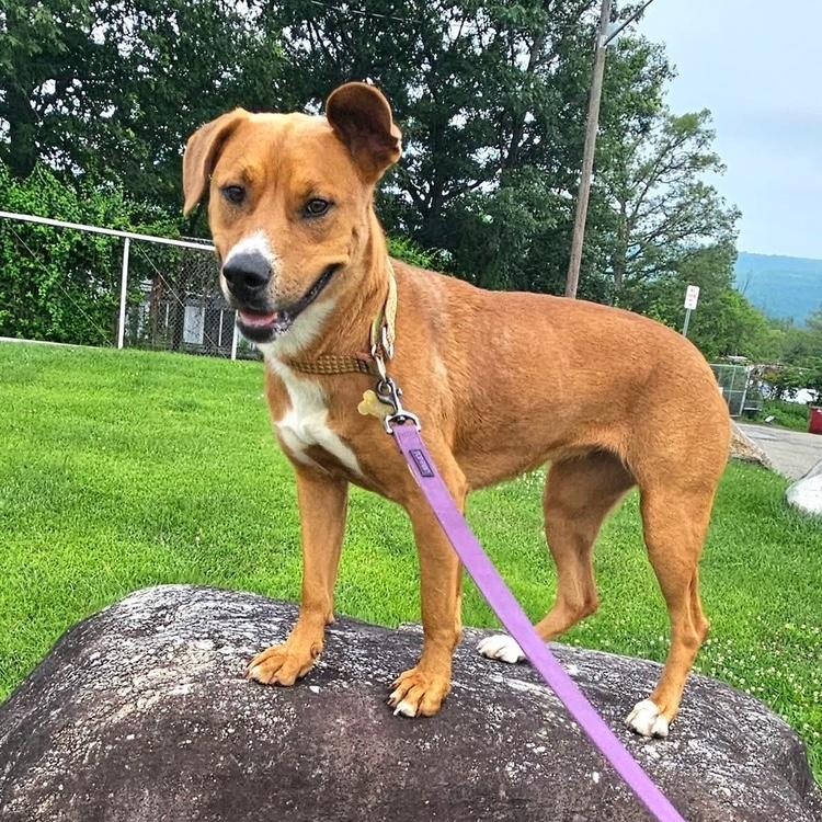 Patty, a Adoptable mixed breed in West Milford, NJ image 5/6