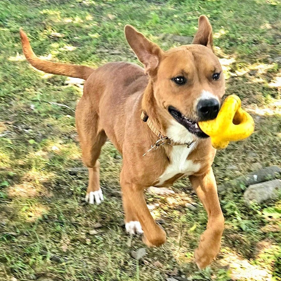 Patty, a Adoptable mixed breed in West Milford, NJ image 6/6