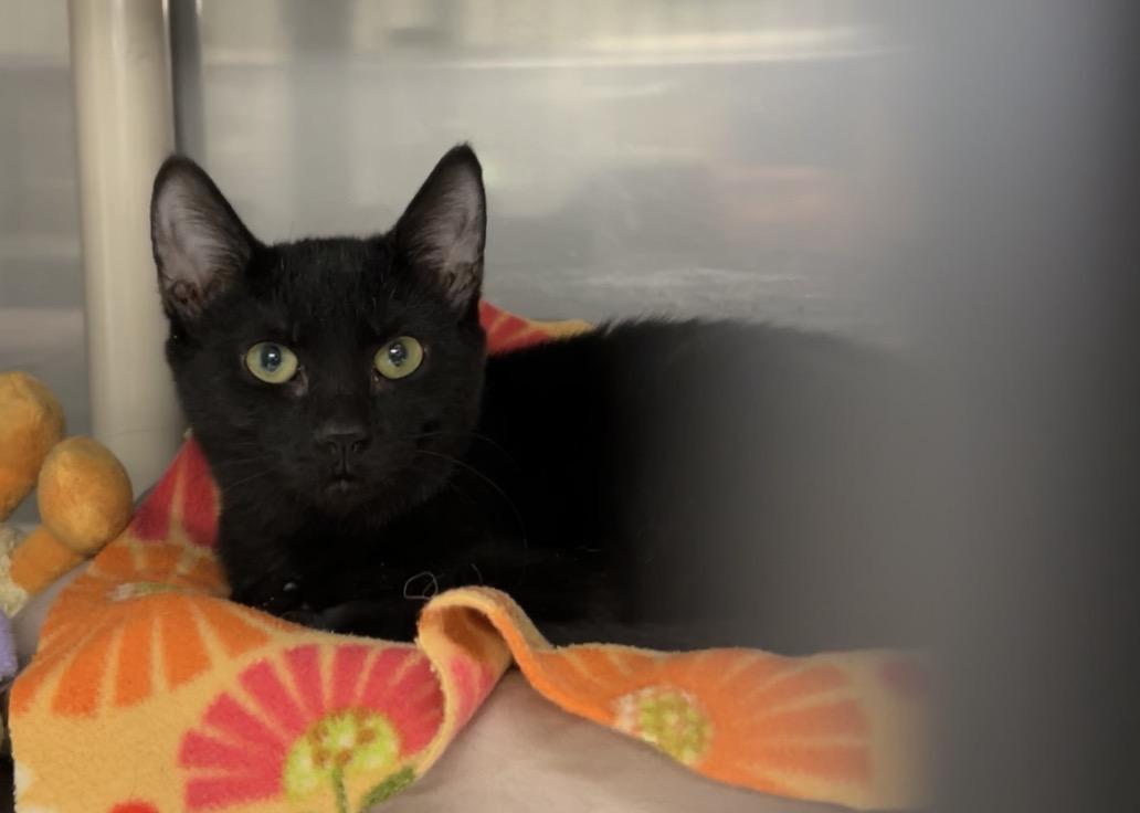 Bismuth, Adoptable, Kitten Female Bombay & Domestic Short Hair.