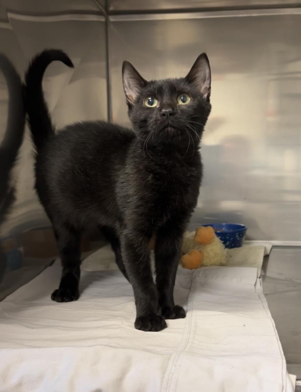 Enlarge Bismuth, an adopted mixed breed in Montville, NJ image 2/3