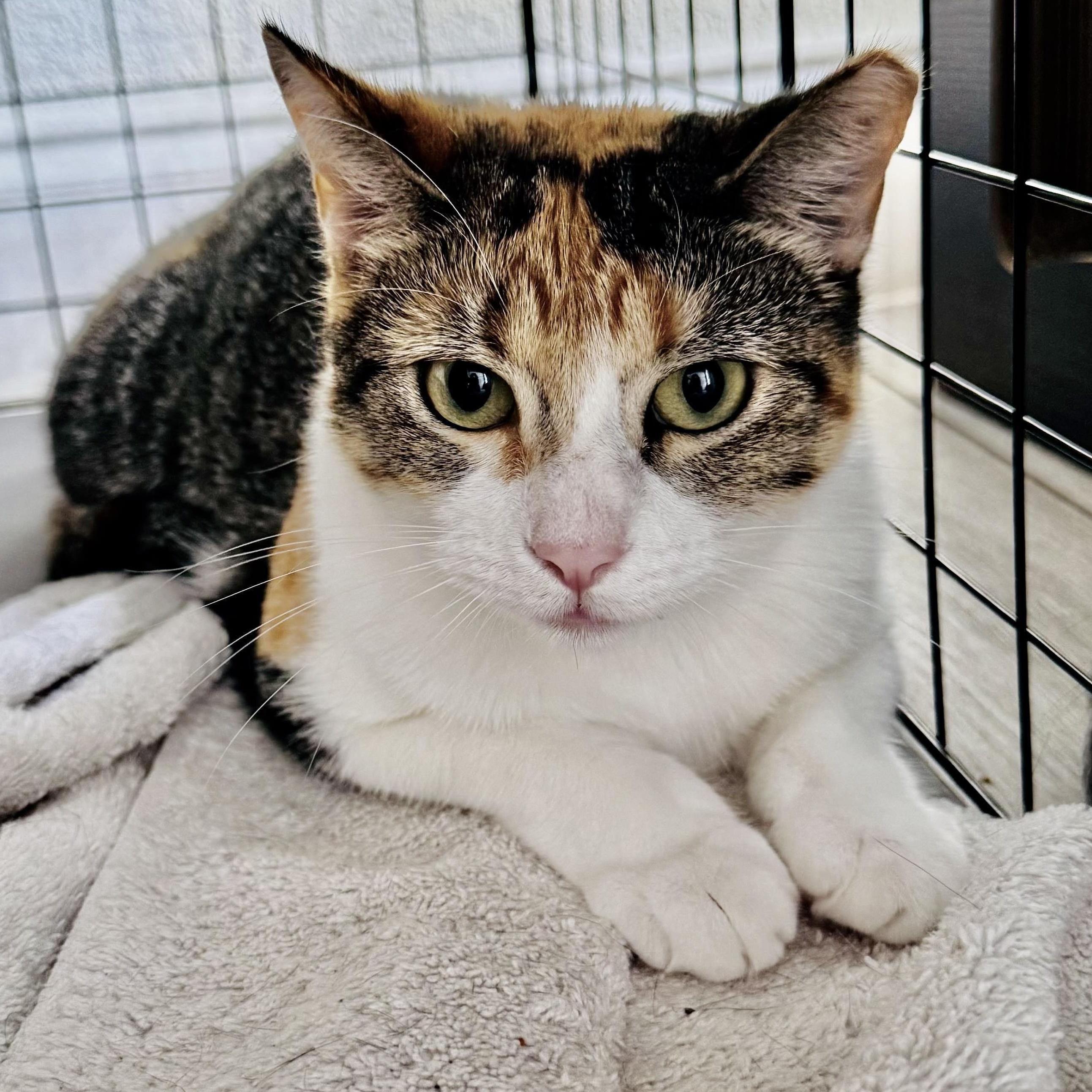 Enlarge Chloe, a Adoptable mixed breed in Kent, WA image 3/6