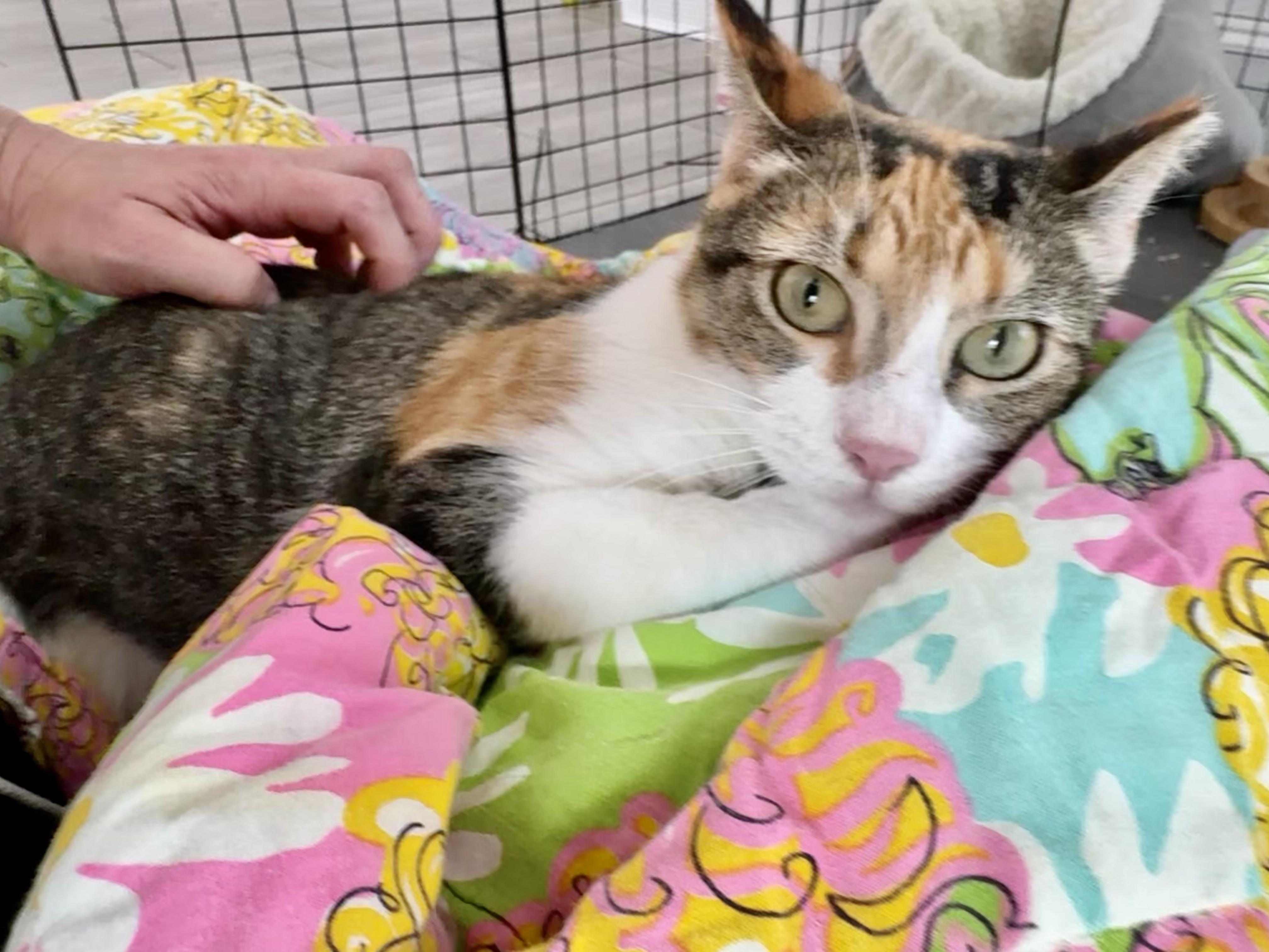 Enlarge Chloe, a Adoptable mixed breed in Kent, WA image 4/6