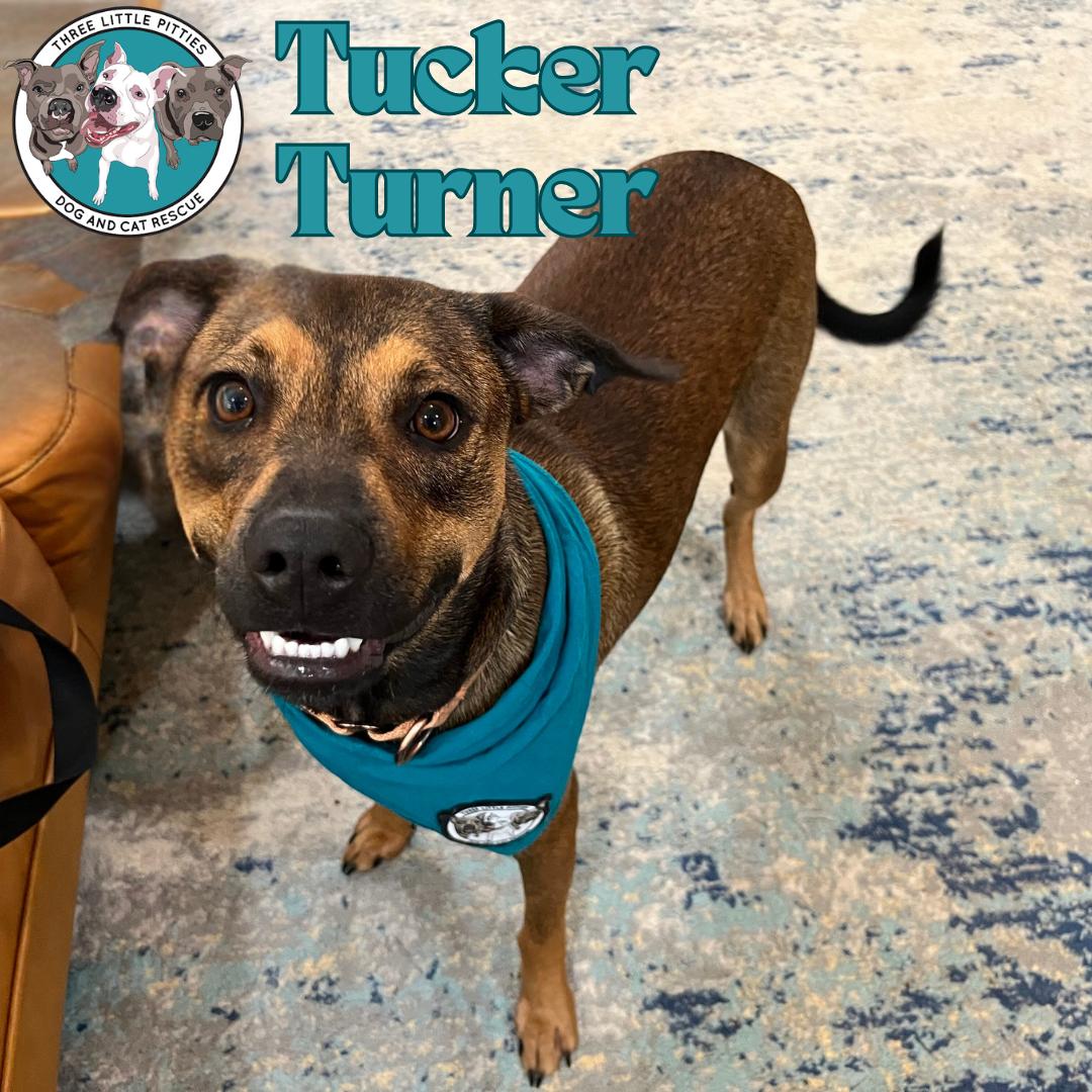Dog for adoption Tucker Turner, a German Shepherd Dog & Labrador