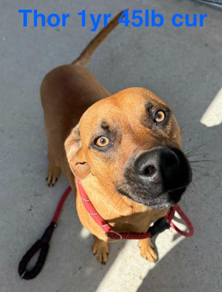 Enlarge Thor AKA Sparky, a Adoptable Mountain Cur in Camden, TN image 1/1