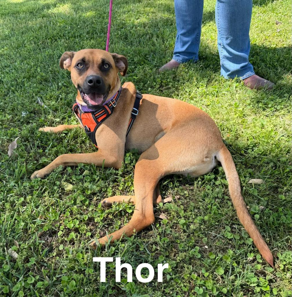 Thor AKA Sparky, a Adoptable Mountain Cur in Camden, TN image 2/3
