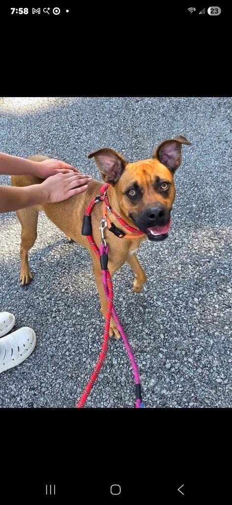 Thor AKA Sparky, a Adoptable Mountain Cur in Camden, TN image 3/3