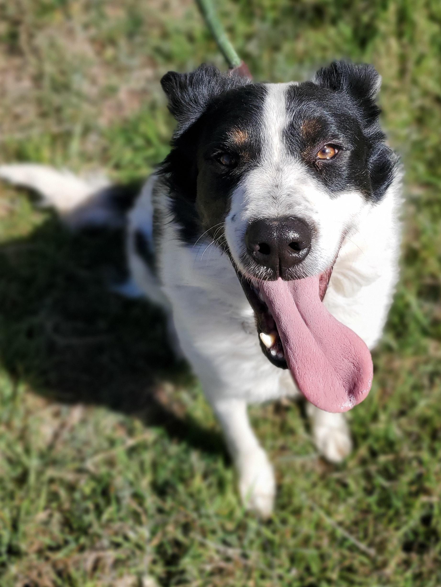 Teddy, Adopted, Adult Male Border Collie.