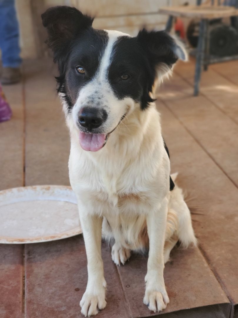 Enlarge Teddy, a Adopted mixed breed in Madison, CT image 2/3