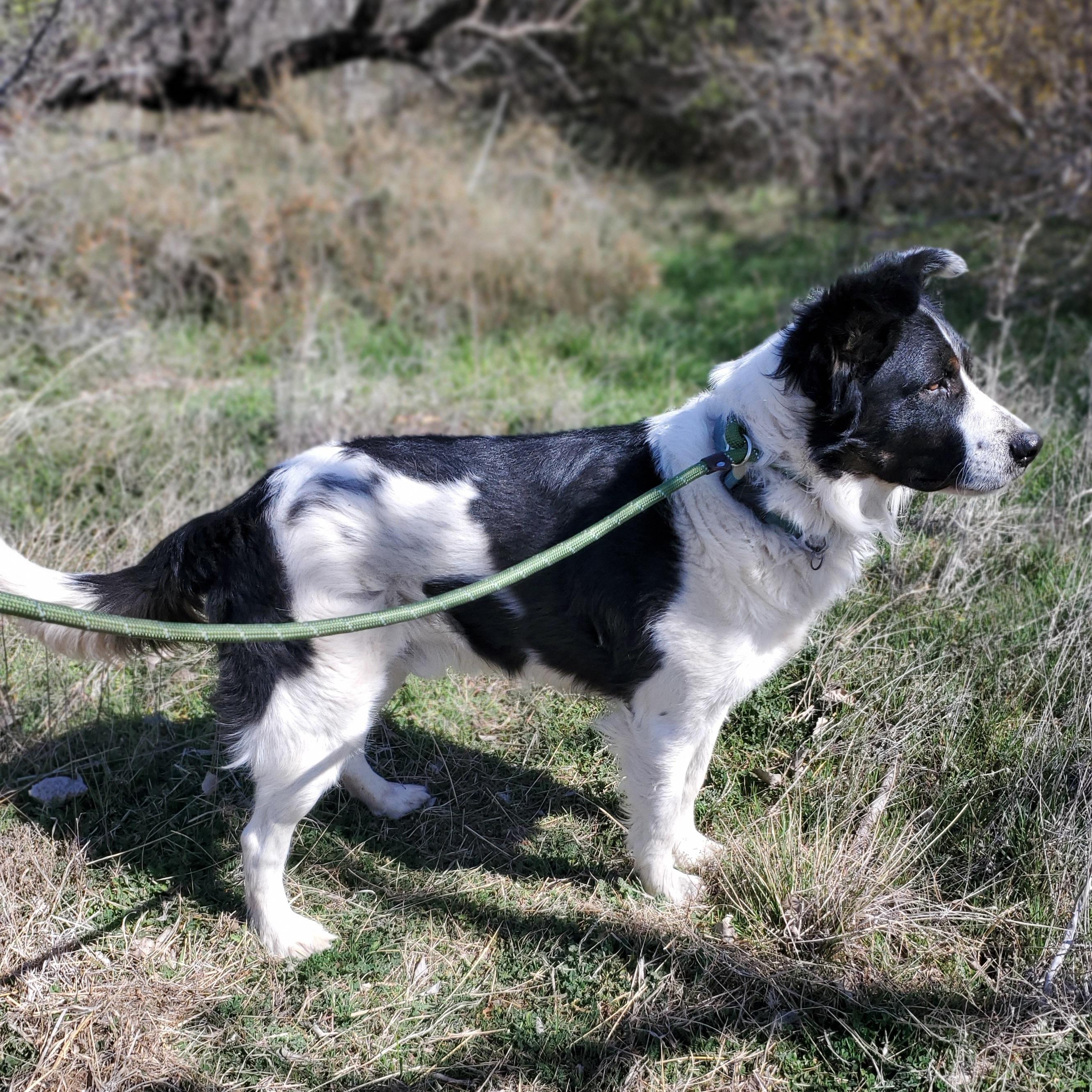 Enlarge Teddy, a Adopted mixed breed in Madison, CT image 3/3