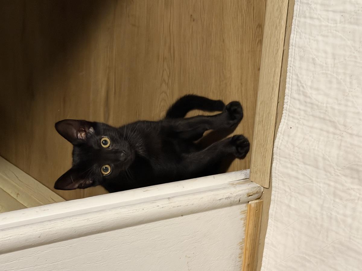 Ozzy, Adoptable, Kitten Male Domestic Short Hair.