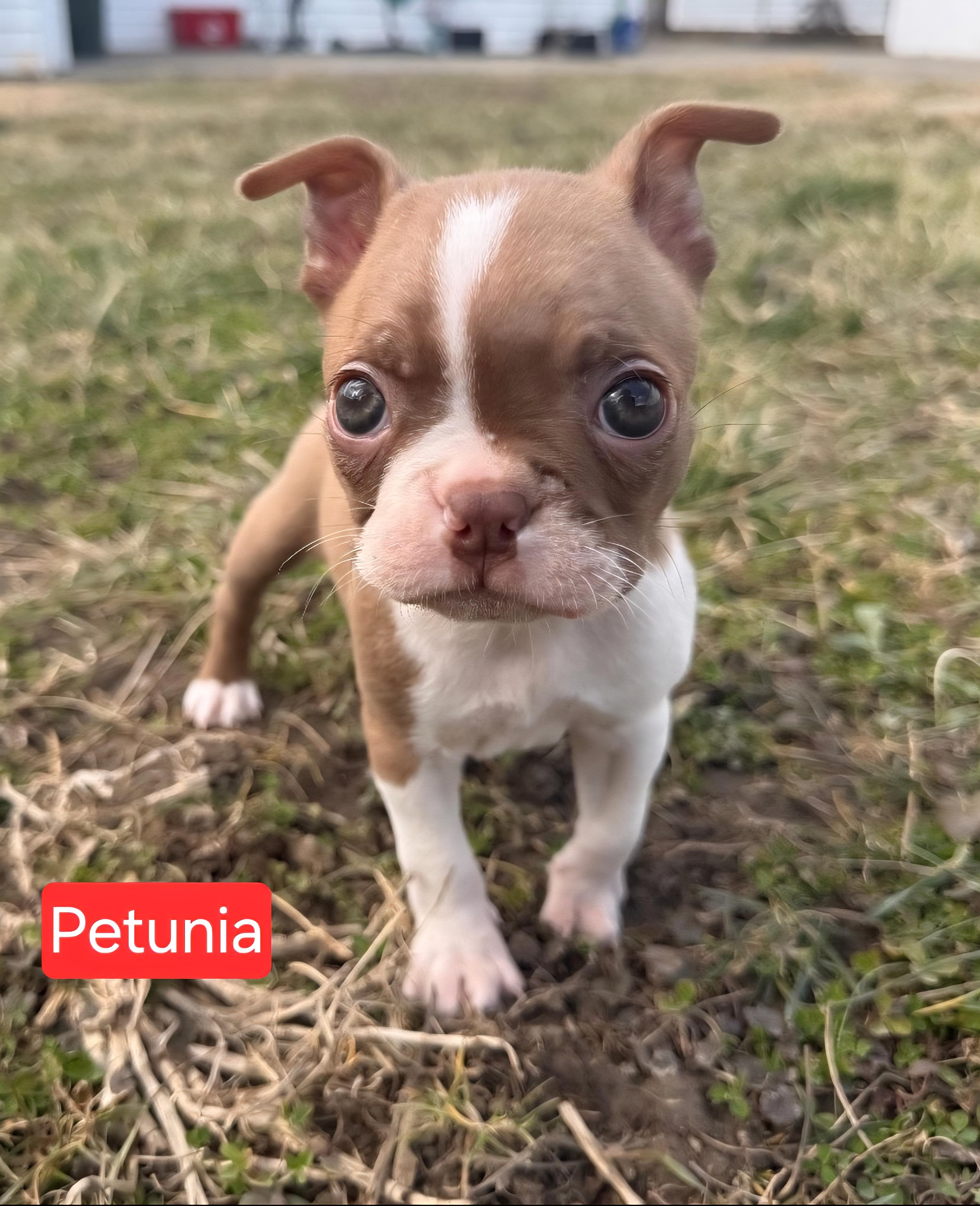 Enlarge Petunia, a Adoptable Boston Terrier in Ross, OH image 2/3