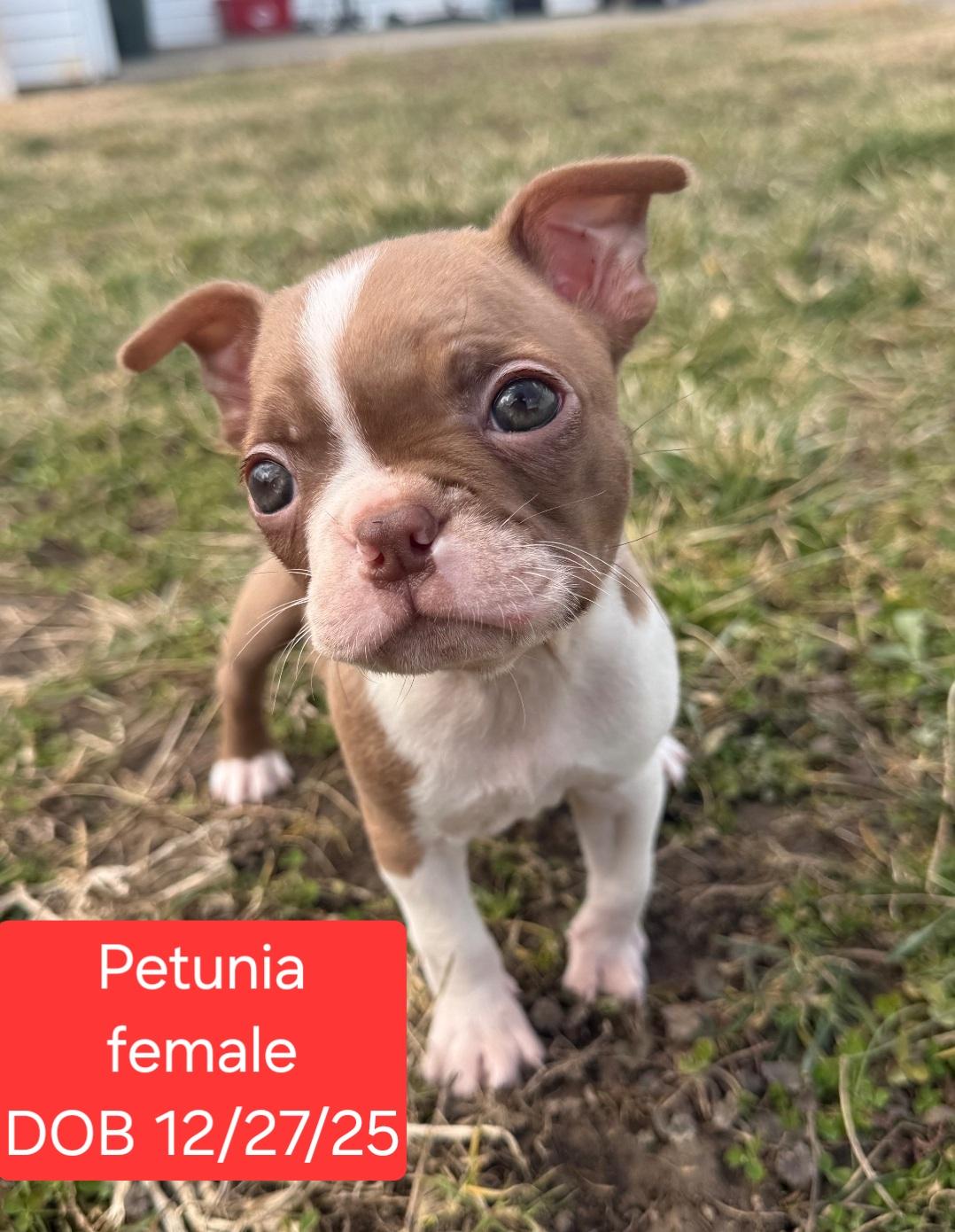 Petunia, Adoptable, Puppy Female Boston Terrier.