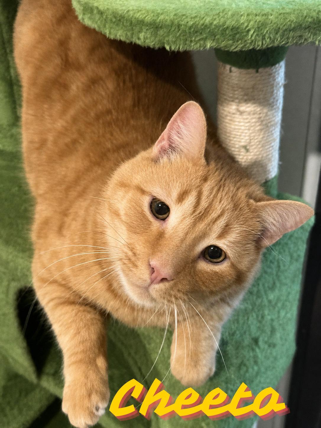 Enlarge Chetto , a ADOPTABLE Domestic Short Hair in Orleans, VT image 1/1
