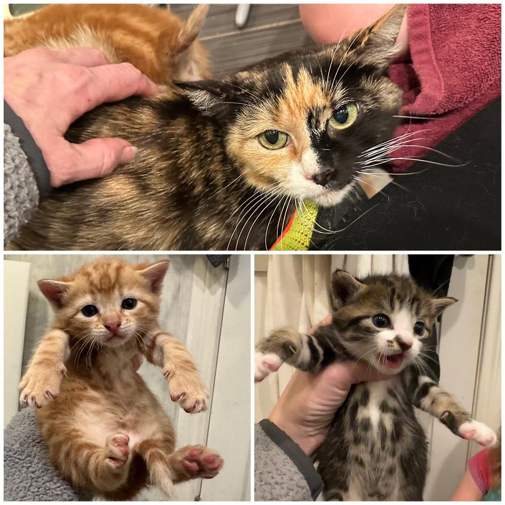 Winstead — thumbnail 2