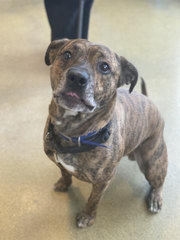 TROMBONE, Adoptable, Adult Male Pit Bull Terrier.