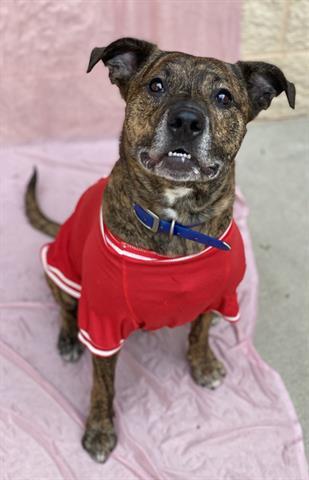 Enlarge TROMBONE, a Adoptable Pit Bull Terrier in Dayton, OH image 1/1