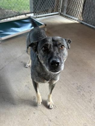 Mamas, an adoptable German Shepherd Dog in Redmond, OR, 97756 | Photo Image 1