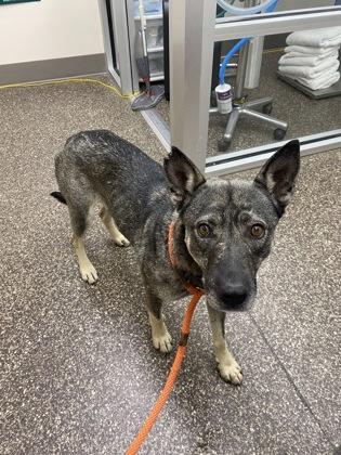 Mamas, an adoptable German Shepherd Dog in Redmond, OR, 97756 | Photo Image 2