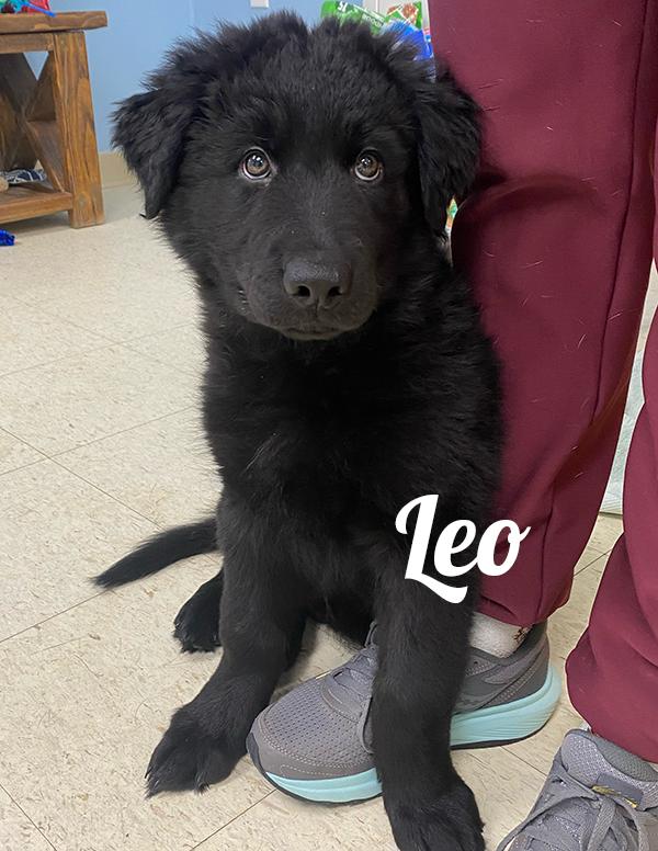 Leo, adoptable, Puppy Male Black Labrador Retriever & Mixed Breed.