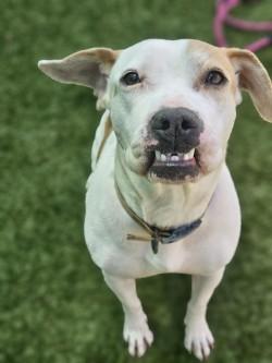 Enlarge Evi, a Adoptable mixed breed in Savannah, GA image 2/2