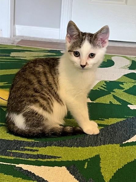 SHRIMP, Adoptable, Kitten Male Domestic Medium Hair.