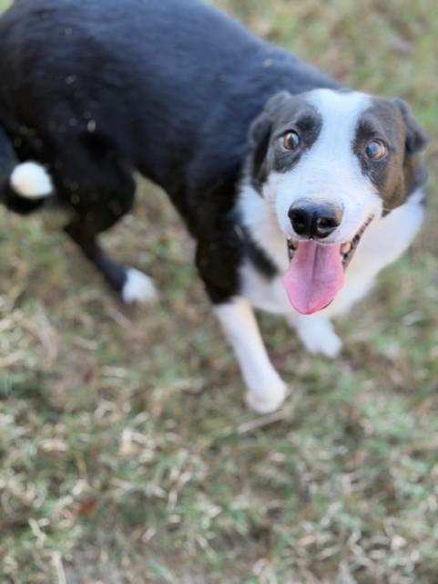 Jake, a Adoptable mixed breed in College Station, TX image 1/3