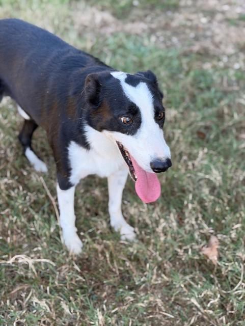 Jake, a Adoptable mixed breed in College Station, TX image 2/3