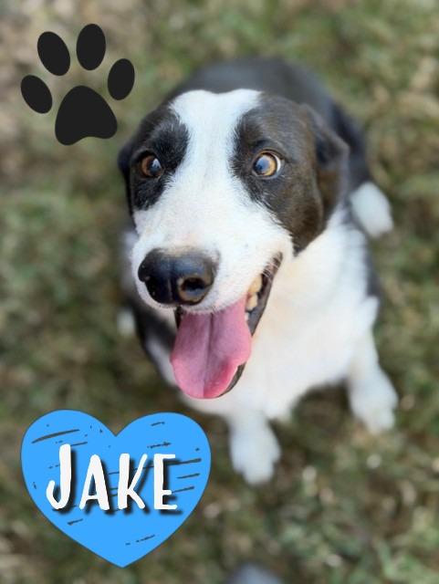 Jake, a Adoptable mixed breed in College Station, TX image 3/3