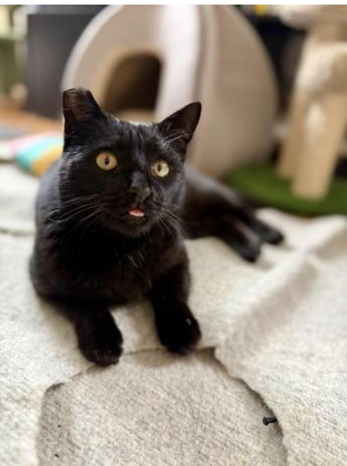 Ella (bonded with Bubbles), Adoptable, Young Female Domestic Short Hair.