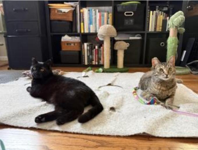 Ella (bonded with Bubbles), a Adoptable Domestic Short Hair in Oakland, CA image 2/3