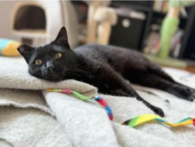 Ella (bonded with Bubbles), a Adoptable Domestic Short Hair in Oakland, CA image 3/3