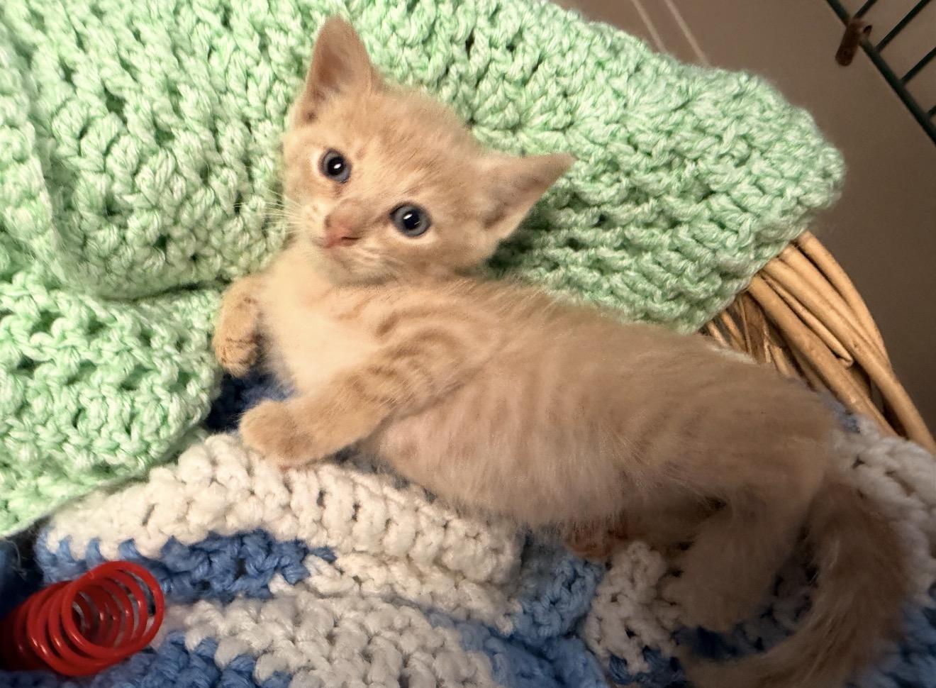Enlarge Chai, a Adopted mixed breed in East Dundee , IL image 2/2