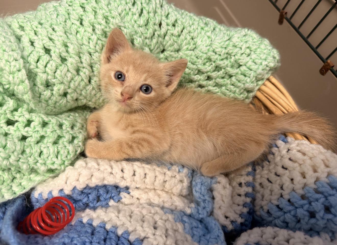 Enlarge Chai, a Adopted mixed breed in East Dundee , IL image 1/2