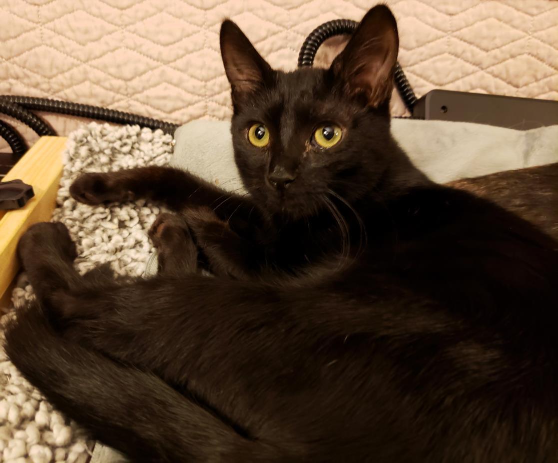 JACK, Adoptable, Adult Male Domestic Short Hair.