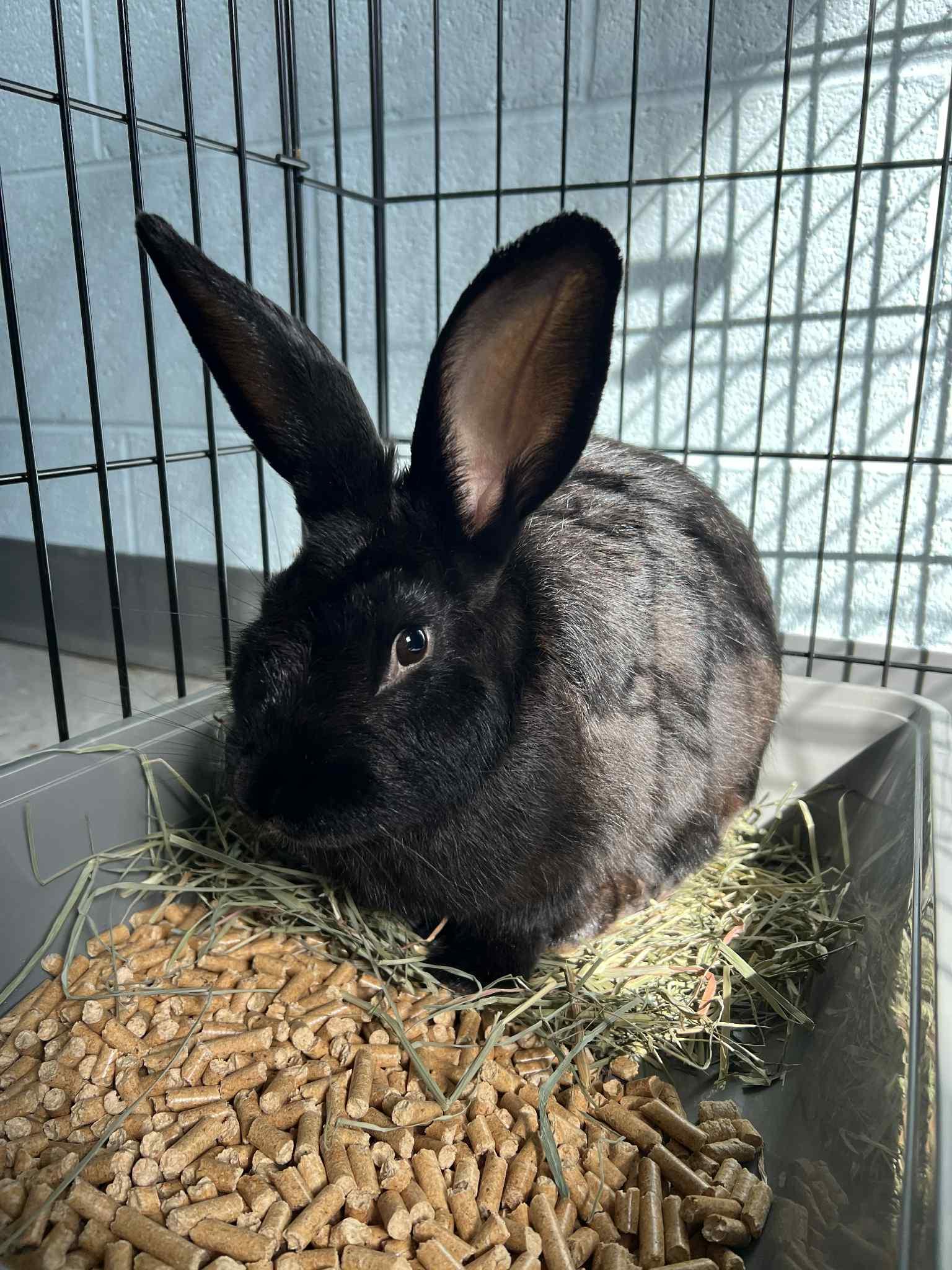 Enlarge Nero, a Adoptable Bunny Rabbit in Pearisburg, VA image 1/1